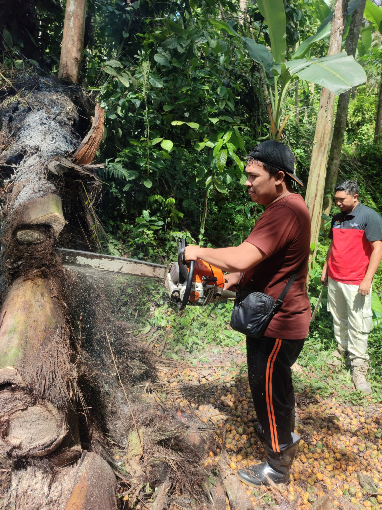 Pohon Tumbang di Banjar Beng, Desa Carngsari, Kecamatan Petang Tanggal 06 Desember 2023